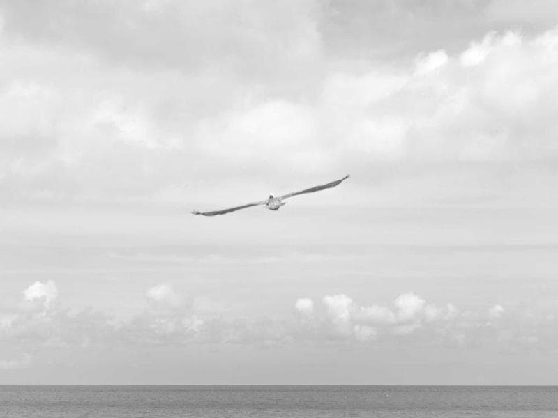 Windsor Rapid thumbnail 4