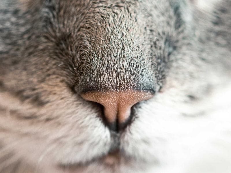 Coromal Element thumbnail 4