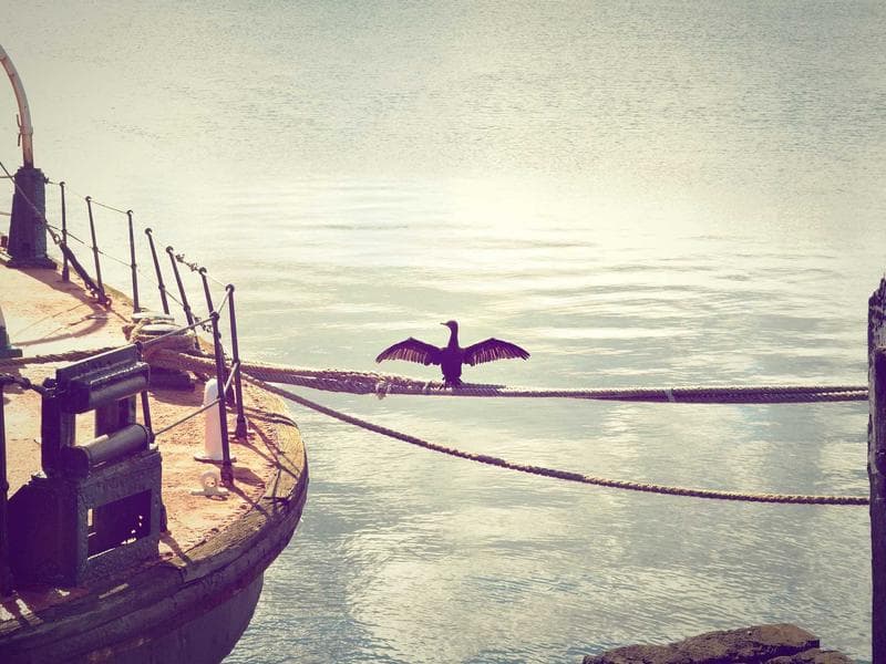 Coromal Element thumbnail 5